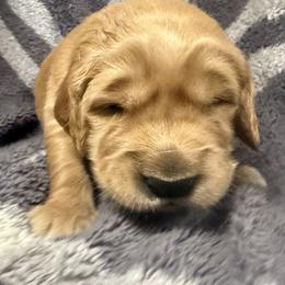 Green Boy - Dark golden male Golden Retriever puppy in Rockwell, North Carolina from KnL Golden Acres
