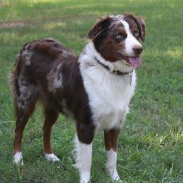 Aussiedoodles and Australian Shepherds from Southern Paws Mini Aussies