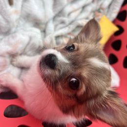 Chihuahua Puppies from Dog Bones N Harmony