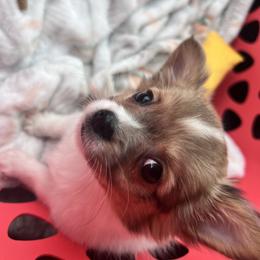 Chihuahua Puppies from Dog Bones N Harmony
