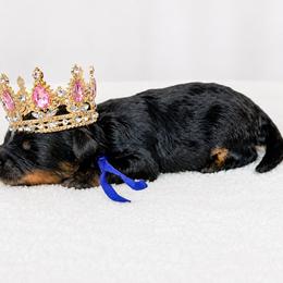 Myrtle - Harry Potter Litter - Phantom female Bernedoodle puppy in Charleston, South Carolina from Palm Belle Doodles