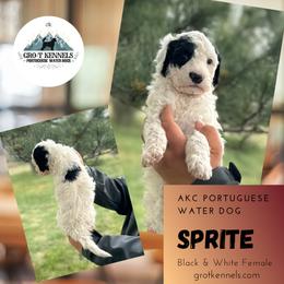 Sprite - Black and white female Portuguese Water Dog puppy in Weston, Idaho from Gro-T Kennels