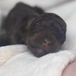 Eclair - Phantom female Poodle puppy in Grovetown, Georgia from PND Kennel