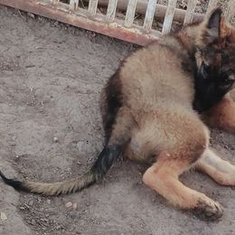 Rudy - Sable German Shepherd puppy in Springtown, Texas from Odom's German Shepherds