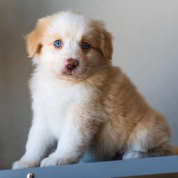 John B. - Red & white male Miniature American Shepherd puppy in Tonopah, Arizona from King's Miniature American Shepherds