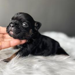 Ziggy - Tricolors male French Bulldog puppy in Porter, Texas from Whatabulldog