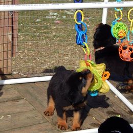 Rottweiler and Shetland Sheepdog Puppies from Mountain High Kennels