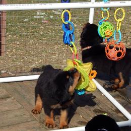 Rottweiler and Shetland Sheepdog Puppies from Mountain High Kennels