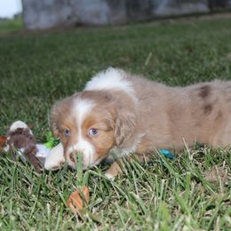 Betty - Red merle female Toy Australian Shepherd puppy in Springfield, Missouri from Long's lil Aussies