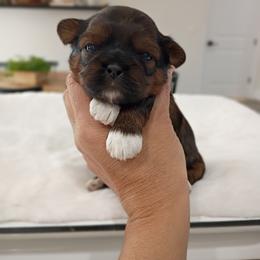 Boy 3 - Red and tan male Shih Tzu puppy in Paradise, California from Richview Shihtzu