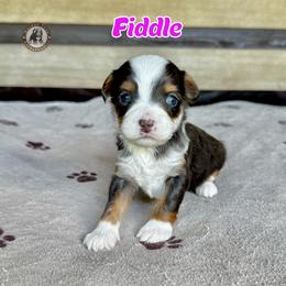Fiddle - Brown and white female Bernedoodle puppy in Banner Elk, North Carolina from Walnut Tree Bernedoodles