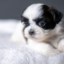 Ridge - Black and white male Shih Tzu puppy in Montrose, Colorado from Nana's Happy Pups