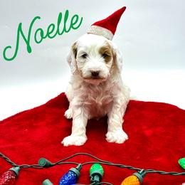 Noelle - Parti female Goldendoodle puppy in Travelers Rest, South Carolina from Bailey Mountain Doodles