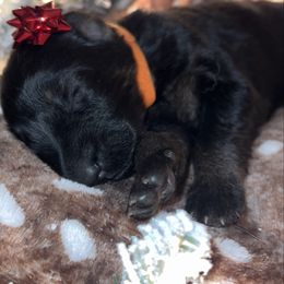 Orange color - Bi-color female German Shepherd puppy in Marion, Ohio from Legacy K9’s