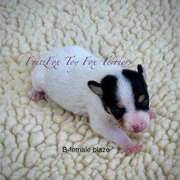 Wide blaze - White black and tan female Toy Fox Terrier puppy in Wayne, Oklahoma from FritzFox Toy Fox Terriers