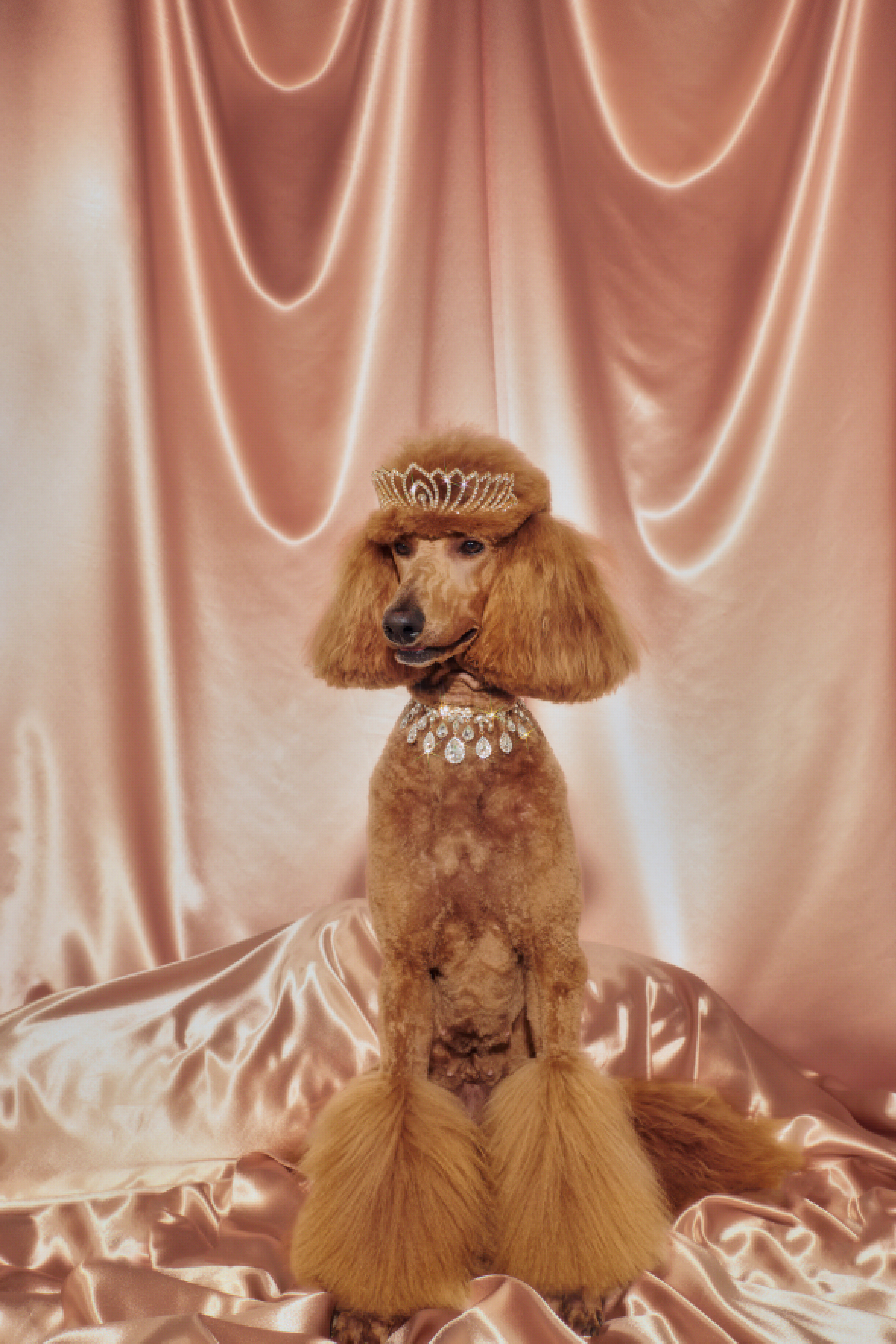 Poodles from The Standards