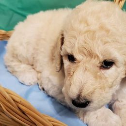 Poodles from Snow Poodle Standards
