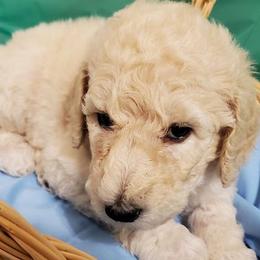 Poodles from Snow Poodle Standards