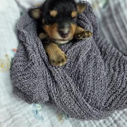 Knight - male Cavapoochon puppy in Bullard, Texas from Cavapoochon Central LLC