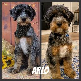 Arlo - Goldendoodle