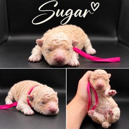 Sugar - Cream female Poodle puppy in Live Oak, Florida from Grams Poodle Babies