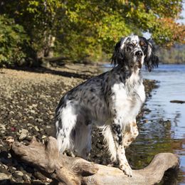 Rookie - English Setter