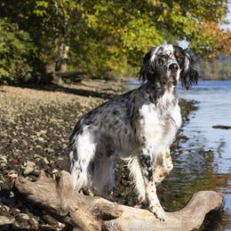 Rookie - English Setter