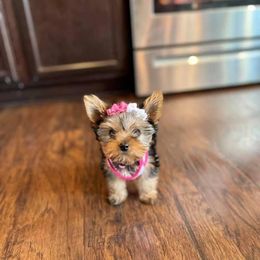 Yorkshire Terrier Puppies from Sophea Cheth's Yorkshire Terriers