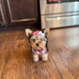 Yorkshire Terrier Puppies from Sophea Cheth's Yorkshire Terriers