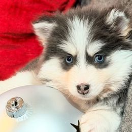 Pia girl 3 - Blue female Pomsky puppy in Enid, Oklahoma from Mile Hi Pomskies