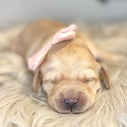 Shelby - Apricot Australian Labradoodle puppy in Ponchatoula, Louisiana from Cajun Land Doodles