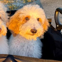 Daisy - Parti female Goldendoodle puppy in Southwest Ranches, Florida from Dandy Doodle Ranch