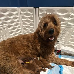 Goldendoodles from DFW Doodles