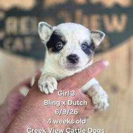 Girl 3 - Blue mottled female Australian Cattle Dog puppy in Monroe, North Carolina from Creek View Cattle Dogs
