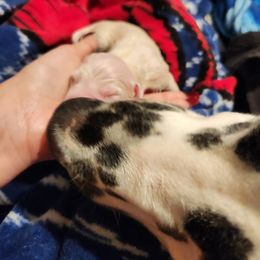 Dalmatian Puppies from America's Dalmatian Friends