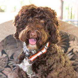 Jack - Australian Labradoodle