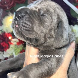 Black ribbon blue boy - Blue male Great Dane puppy in Georgia from Night Magic Danes