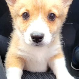 Pembroke Welsh Corgi Puppies from Rose Water Corgis