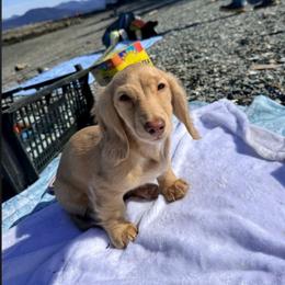 Winston - Cream male Dachshund puppy in Choctaw, Oklahoma from TS Performance Horses & Dachshunds