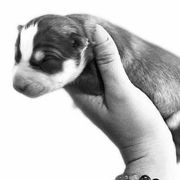 Siberian Huskies from Zodiac Moon Huskies