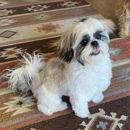 Shih Tzu Puppies from Willow Lane Shih Tzus