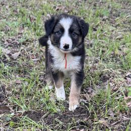 Isla - Black and white female Border Collie puppy in Paris, Texas from Broadmoor Farm