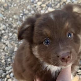 Miniature Australian Shepherds from County Rd Mini Aussies