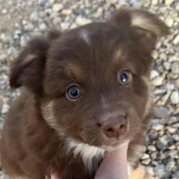 Miniature Australian Shepherds from County Rd Mini Aussies