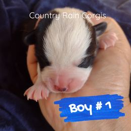 Boy 1 - Black and tan Pembroke Welsh Corgi puppy in Mc Alpin, Florida from Country Rain Corgis