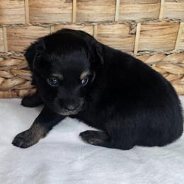 Snickerdoodle - Black tri female Miniature Australian Shepherd puppy in Paris, Texas from Blue Envy Mini Aussies