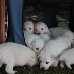 Berger Blanc Suisse Puppies from Apex Winters Wind