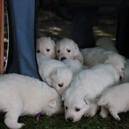 Berger Blanc Suisse Puppies from Apex Winters Wind