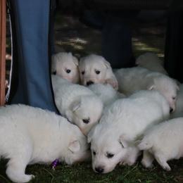 Berger Blanc Suisse Puppies from Apex Winters Wind
