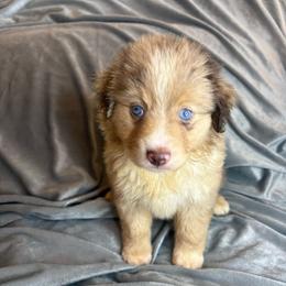 Maple - Red merle female Toy Australian Shepherd puppy in Union Grove, North Carolina from Grove Farm